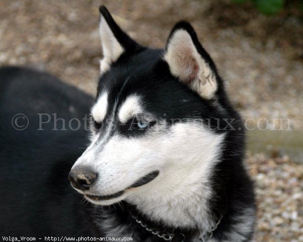 Photo de Husky siberien