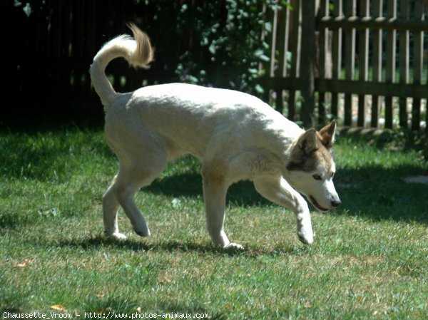 Photo de Husky siberien