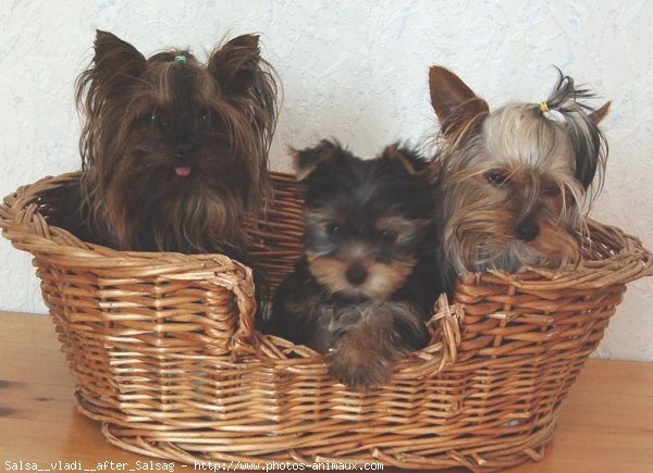 Photo de Yorkshire terrier