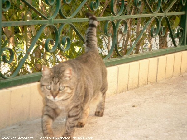 Photo de Chat domestique