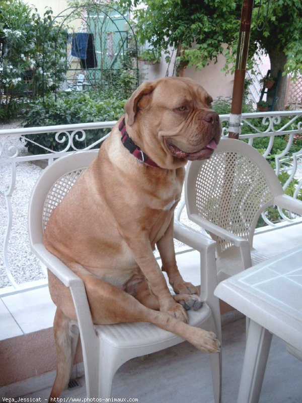 Photo de Dogue de bordeaux