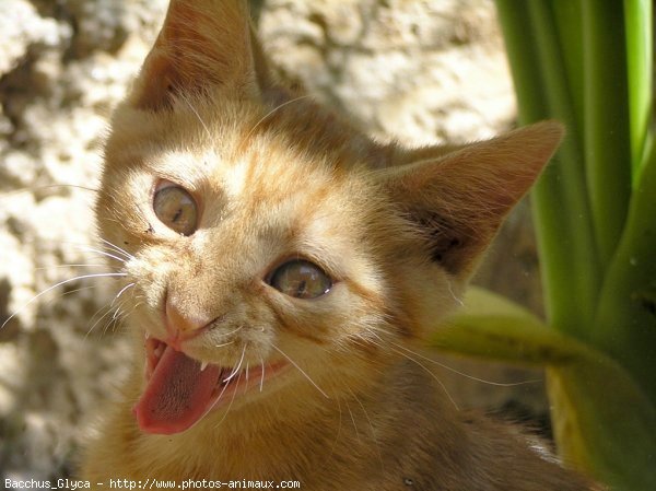 Photo de Chat domestique