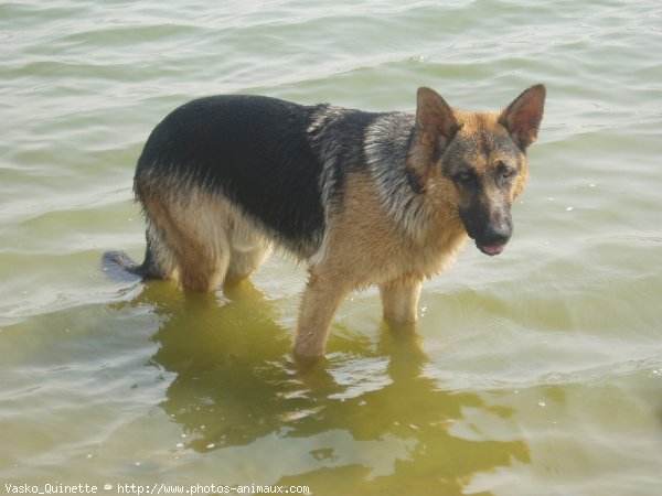 Photo de Berger allemand  poil court