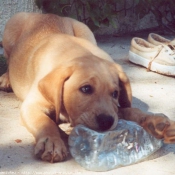 Photo de Labrador retriever