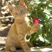 Photo de Chat domestique