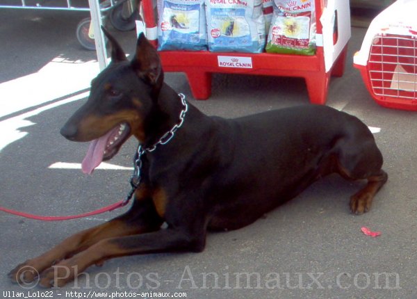 Photo de Dobermann