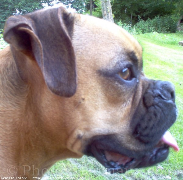 Photo de Boxer