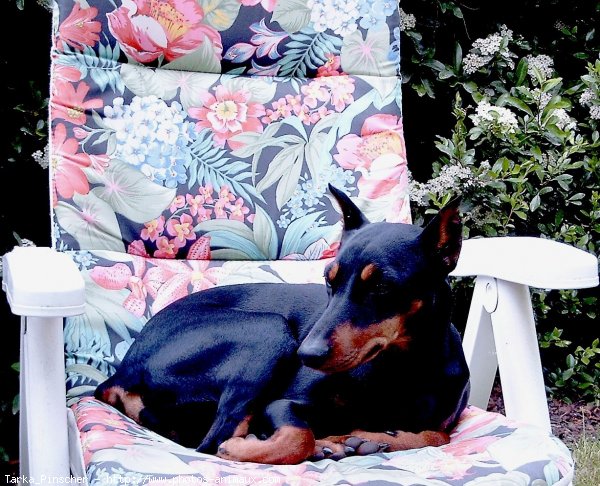 Photo de Pinscher allemand