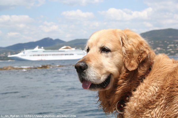 Photo de Golden retriever