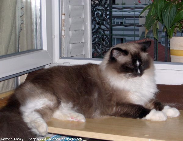 Photo de Ragdoll