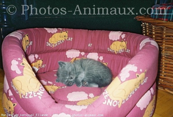 Photo de Chartreux