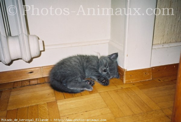 Photo de Chartreux