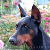 Photo de Dobermann