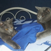 Photo de Chartreux