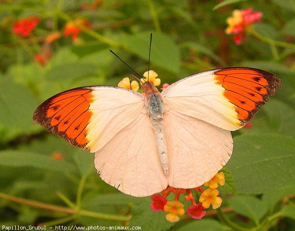 Photo de Papillon