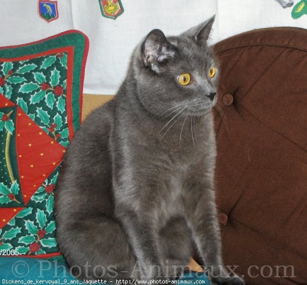 Photo de Chartreux