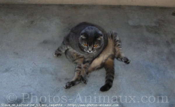 Photo de Scottish fold