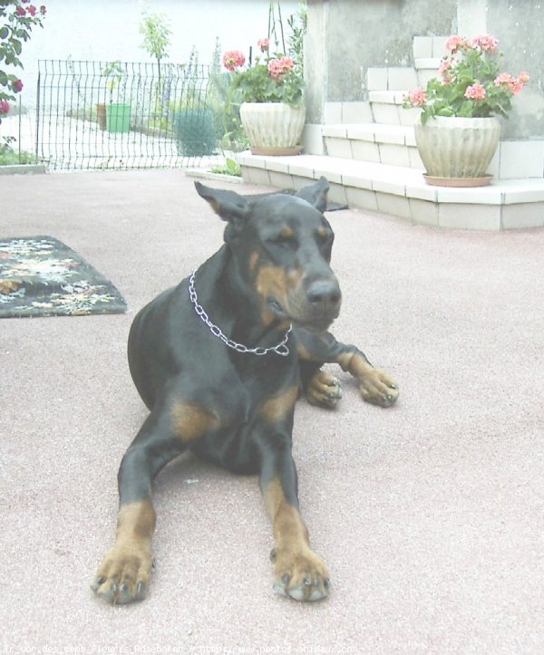 Photo de Dobermann