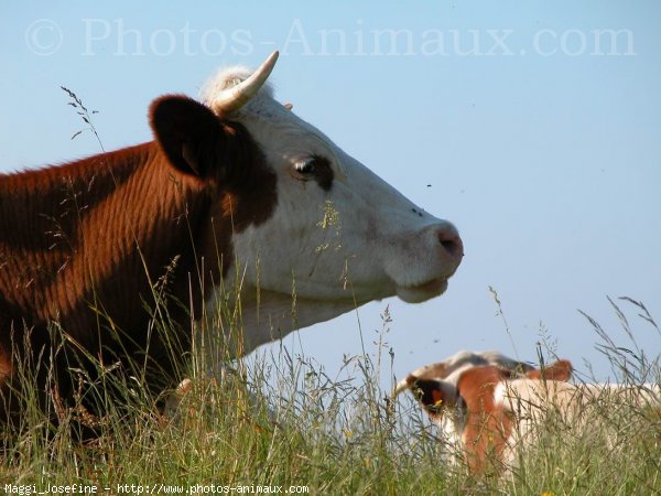 Photo de Vache