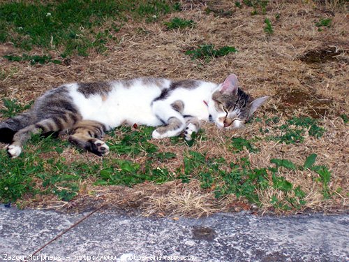 Photo de Chat domestique