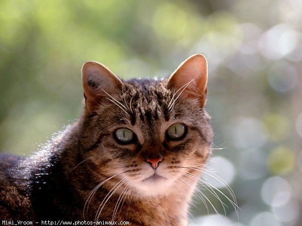 Photo de Chat domestique