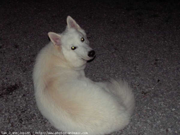 Photo de Berger blanc suisse