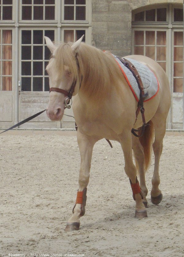 Photo de Lipizzan