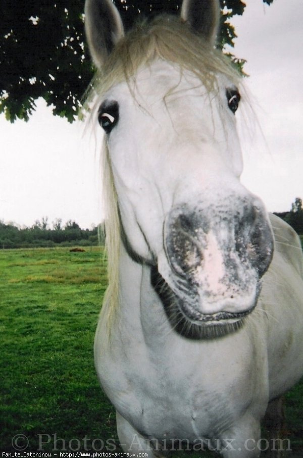 Photo d'Anglo-arabe