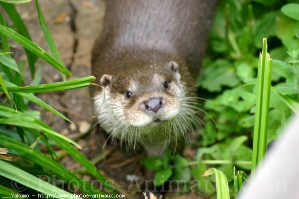 Photo de Loutre