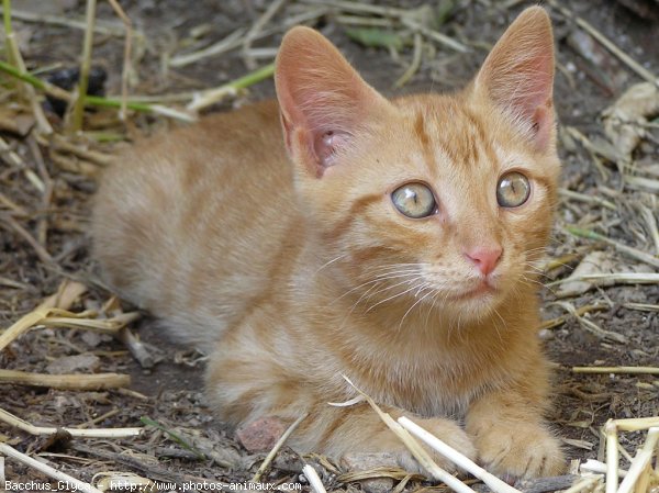 Photo de Chat domestique