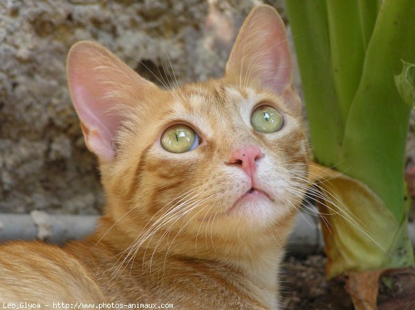 Photo de Chat domestique