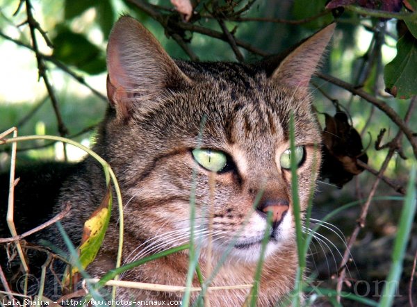 Photo de Chat domestique