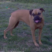 Photo de Boxer