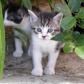 Photo de Chat domestique