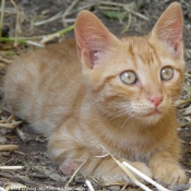 Photo de Chat domestique