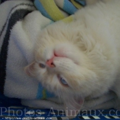 Photo de Ragdoll