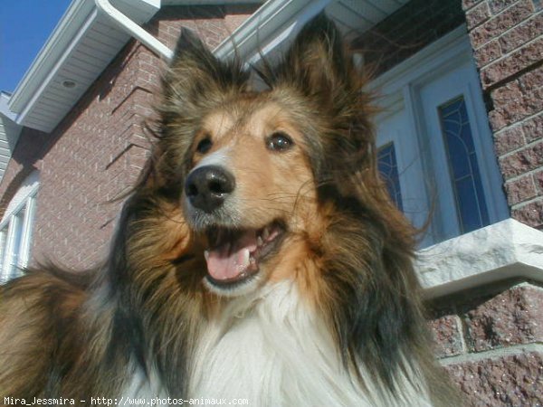 Photo de Chien de berger des shetland