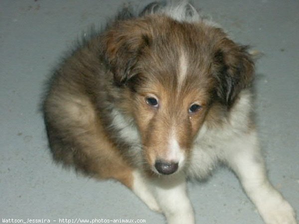 Photo de Chien de berger des shetland