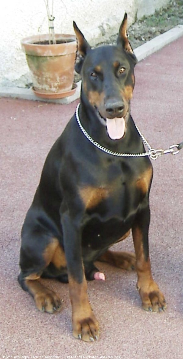 Photo de Dobermann