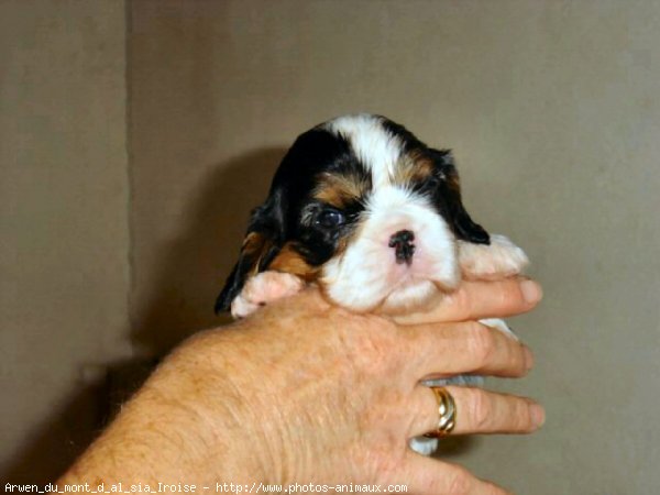 Photo de Cavalier king charles spaniel