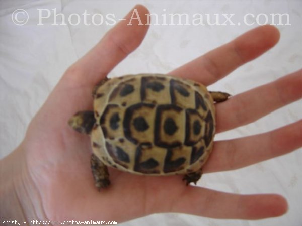 Photo de Tortue