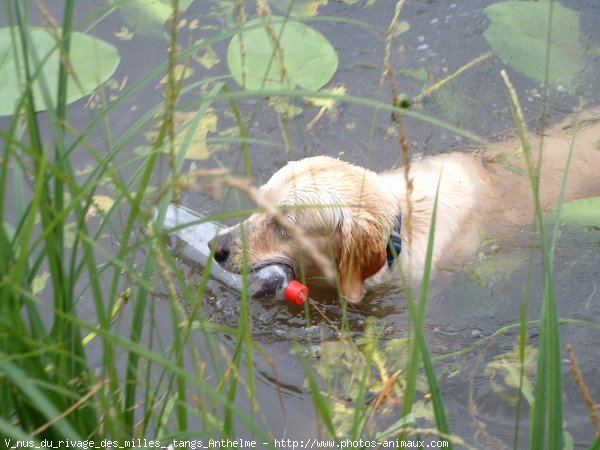 Photo de Golden retriever