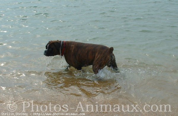 Photo de Boxer