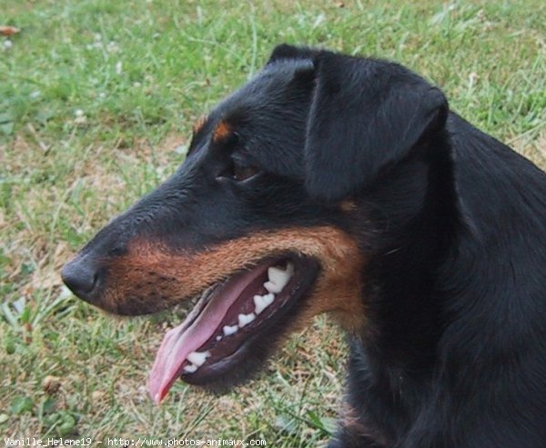 Photo de Jagdterrier allemand