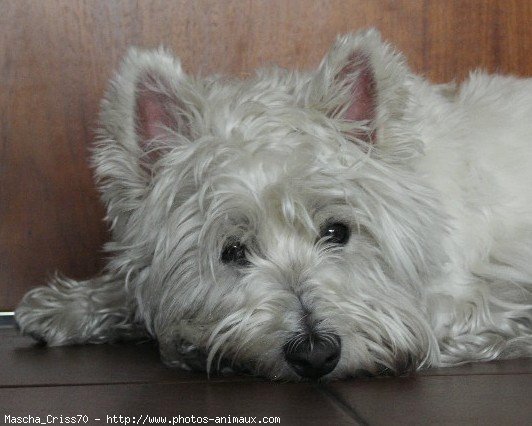 Photo de West highland white terrier