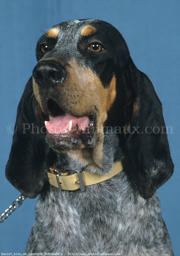 Photo de Basset bleu de gascogne