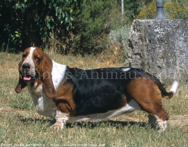 Photo de Basset hound