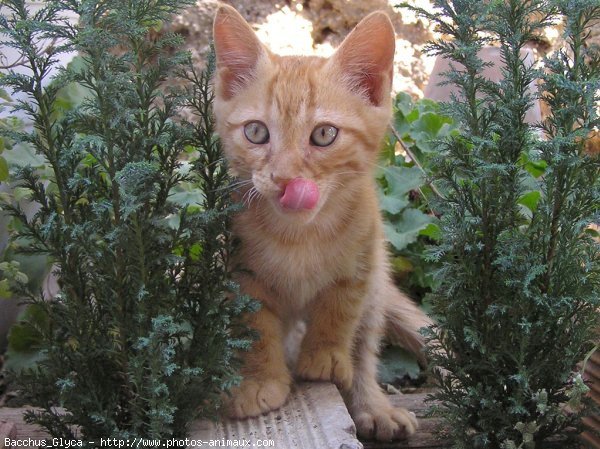 Photo de Chat domestique