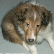 Photo de Chien de berger des shetland