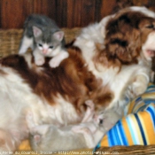 Photo de Cavalier king charles spaniel